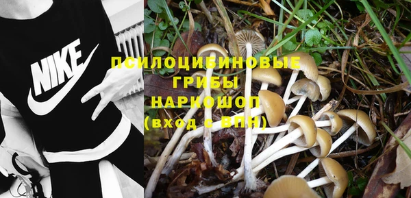 прущие грибы Елабуга